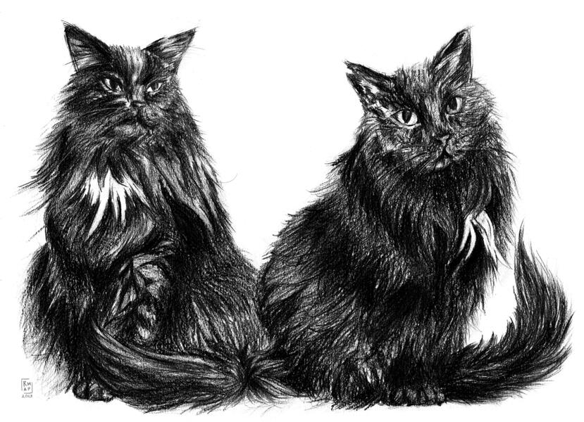 Brother Black Cats
